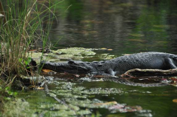 Um pequeno jacaré mora no cenote Car Wash, em Tulum, na costa caribenha do Yucatán, no México